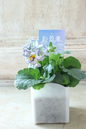 画像4: パンジー〜彩翠華・kururi〜 No.21