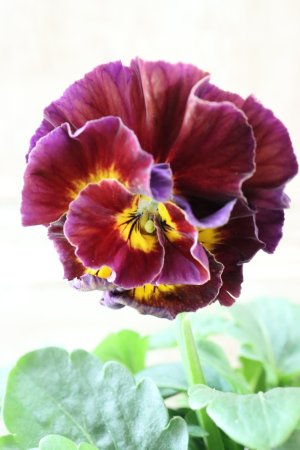 画像1: Fee des neiges Crepe Noble "フェデネージュ クレープ ノーブル" No.75