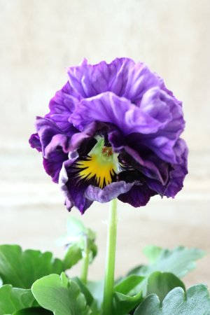 画像3: Fee des neiges Crepe Noble "フェデネージュ クレープ ノーブル" No.80