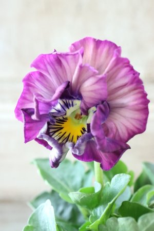 画像3: Fee des neiges Crepe Noble "フェデネージュ クレープ ノーブル" No.74