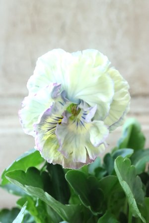 画像2: Fee des neiges Crepe Noble "フェデネージュ クレープ ノーブル" No.79