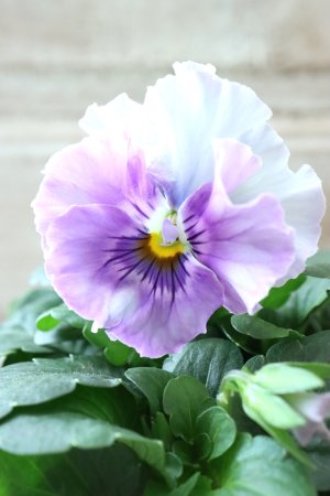 画像2: Fee des neiges  "フェデネージュ ブルー/パープル" No.73