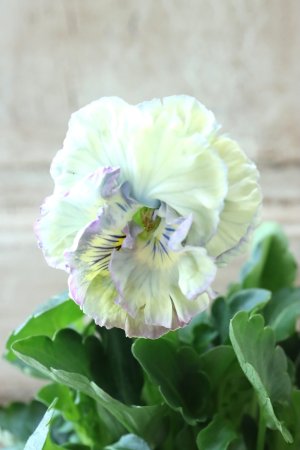 画像1: Fee des neiges Crepe Noble "フェデネージュ クレープ ノーブル" No.79