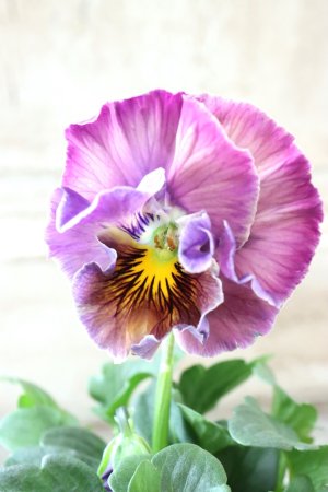 画像2: Fee des neiges Crepe Noble "フェデネージュ クレープ ノーブル" No.76