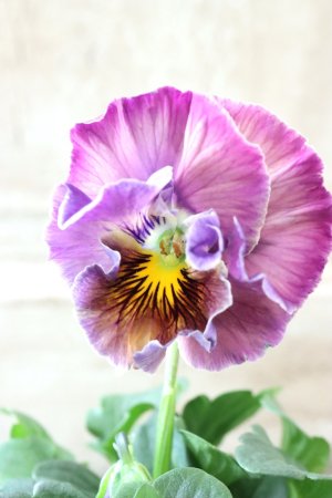 画像3: Fee des neiges Crepe Noble "フェデネージュ クレープ ノーブル" No.76