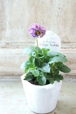 画像4: Fee des neiges Crepe Noble "フェデネージュ クレープ ノーブル" No.78