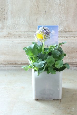 画像4: パンジー〜彩翠華・kururi〜 No.19