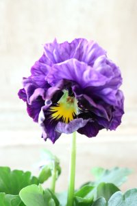 Fee des neiges Crepe Noble "フェデネージュ クレープ ノーブル" No.80