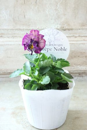 画像4: Fee des neiges Crepe Noble "フェデネージュ クレープ ノーブル" No.74