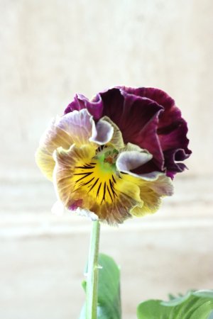 画像3: Fee des neiges Crepe Noble "フェデネージュ クレープ ノーブル" No.73