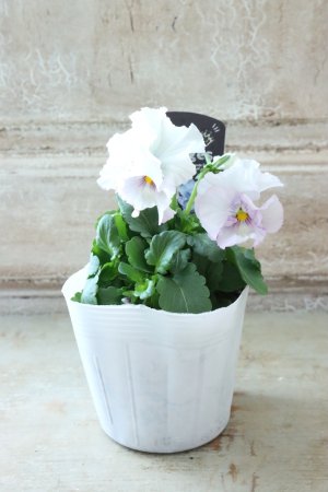 画像5: Fee des neiges  "フェデネージュ ブルー/パープル" No.72