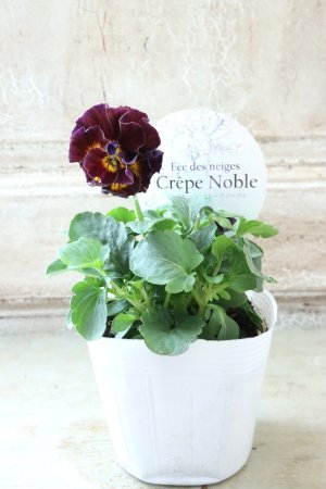 画像4: Fee des neiges Crepe Noble "フェデネージュ クレープ ノーブル" No.75