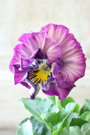 画像2: Fee des neiges Crepe Noble "フェデネージュ クレープ ノーブル" No.74