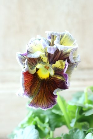 画像2: パンジー〜彩翠華・kururi〜 No.22