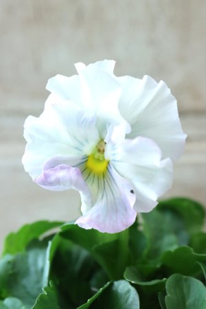 画像2: Fee des neiges  "フェデネージュ ブルー/パープル" No.70