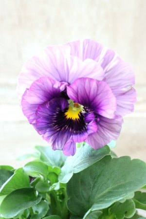 画像2: Fee des neiges Crepe Noble "フェデネージュ クレープ ノーブル" No.77