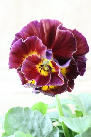 画像2: Fee des neiges Crepe Noble "フェデネージュ クレープ ノーブル" No.75