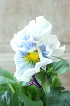 画像3: パンジー〜彩翠華・kururi〜 No.17