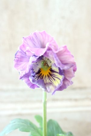 画像3: Fee des neiges Crepe Noble "フェデネージュ クレープ ノーブル" No.78