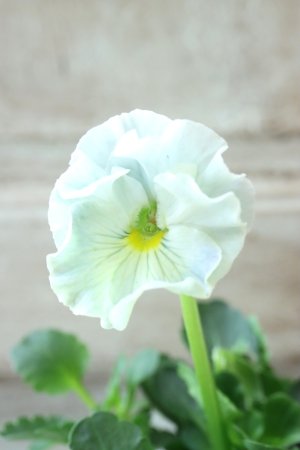 画像2: Fee des neiges  "フェデネージュ ブルー/パープル" No.71