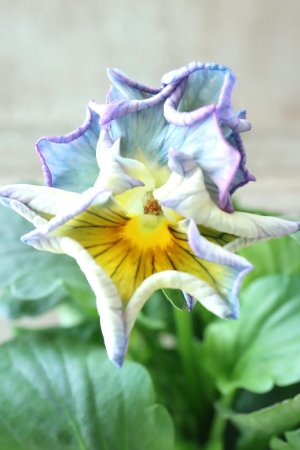 画像3: パンジー〜彩翠華・kururi〜 No.23