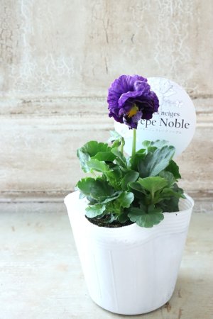 画像4: Fee des neiges Crepe Noble "フェデネージュ クレープ ノーブル" No.80