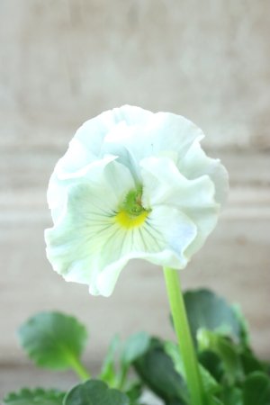 画像3: Fee des neiges  "フェデネージュ ブルー/パープル" No.71