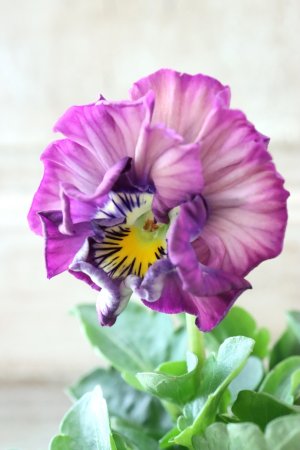 画像1: Fee des neiges Crepe Noble "フェデネージュ クレープ ノーブル" No.74