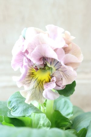 画像2: パンジー〜彩翠華・kururi〜 No.20