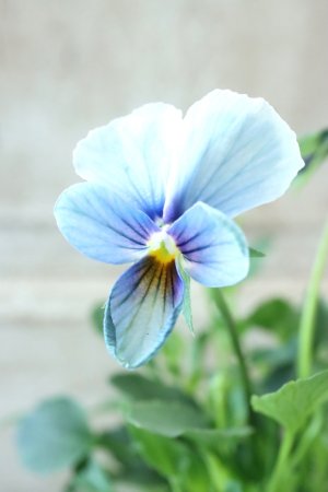 画像2: ~Ueta collection~"ビオラ パピヨンワールド" No.38