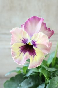 Fee des neiges~Monet Meules~ "フェデネージュ ~モネ 積みわら~" No.1