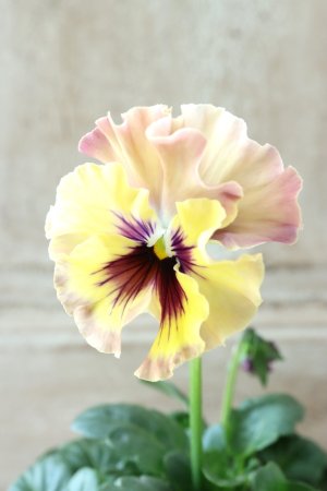 画像1: Fee des neiges~Monet Meules~ "フェデネージュ ~モネ 積みわら~" No.39