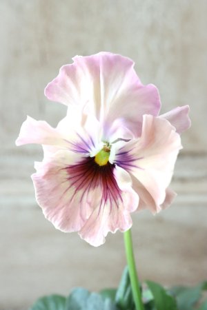 画像2: Fee des neiges~Monet Meules~ "フェデネージュ ~モネ 積みわら~" No.27