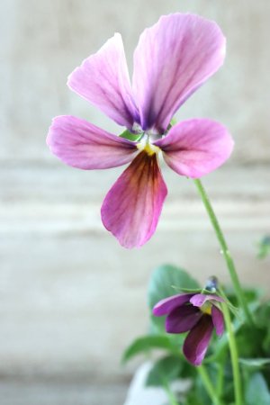 画像3: ~Ueta collection~"ビオラ パピヨンワールド" No.28