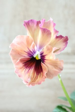 画像2: Fee des neiges~Monet Meules~ "フェデネージュ ~モネ 積みわら~" No.28