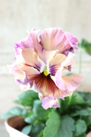 画像3: Fee des neiges~Monet Meules~ "フェデネージュ ~モネ 積みわら~" No.31