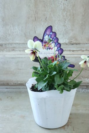 画像5: ~Ueta collection~"ビオラ パピヨンワールド" No.32