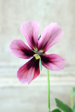 画像1: ~Ueta collection~"ビオラ パピヨンワールド" No.15