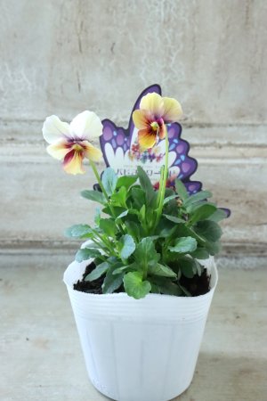 画像4: ~Ueta collection~"ビオラ パピヨンワールド" No.39