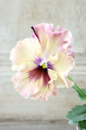 画像1: Fee des neiges~Monet Meules~ "フェデネージュ ~モネ 積みわら~" No.33