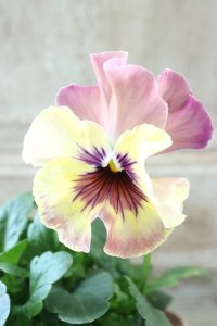 Fee des neiges~Monet Meules~ "フェデネージュ ~モネ 積みわら~" No.17