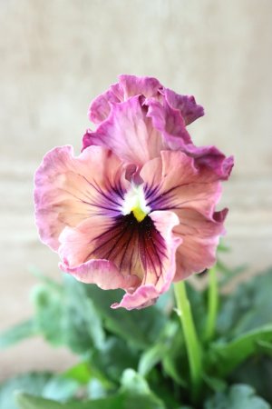 画像3: Fee des neiges~Monet Meules~ "フェデネージュ ~モネ 積みわら~" No.36