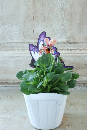 画像4: ~Ueta collection~"ビオラ パピヨンワールド" No.21