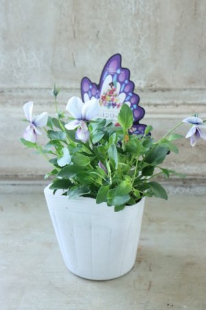 画像4: ~Ueta collection~"ビオラ パピヨンワールド" No.25