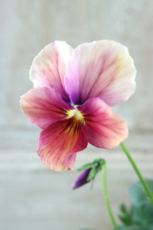 画像1: ~Ueta collection~"ビオラ パピヨンワールド" No.24