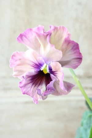 画像3: Fee des neiges~Monet Meules~ "フェデネージュ ~モネ 積みわら~" No.38