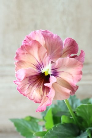 画像1: Fee des neiges~Monet Meules~ "フェデネージュ ~モネ 積みわら~" No.50