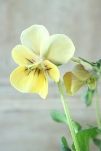 ~Ueta collection~"ビオラ パピヨンワールド" No.8