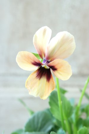 画像2: ~Ueta collection~"ビオラ パピヨンワールド" No.27