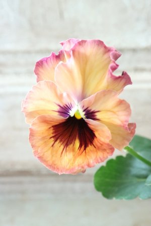 画像2: Fee des neiges~Monet Meules~ "フェデネージュ ~モネ 積みわら~" No.12